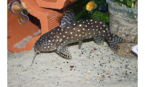 Synodontis angelicus